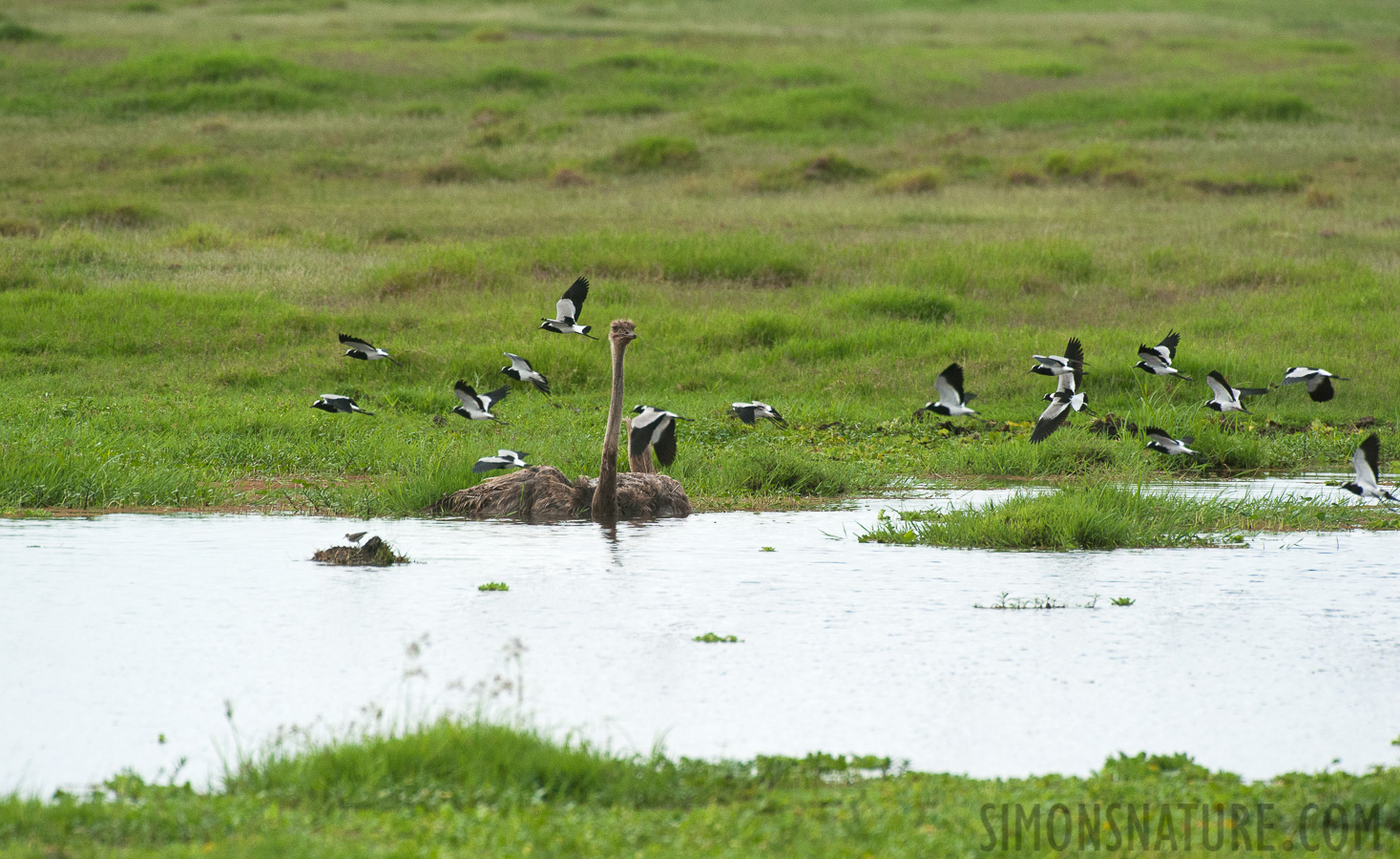 Struthio camelus massaicus [550 mm, 1/4000 sec at f / 8.0, ISO 1600]